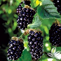 'Navaho' Thornless Blackberry - Click Image to Close